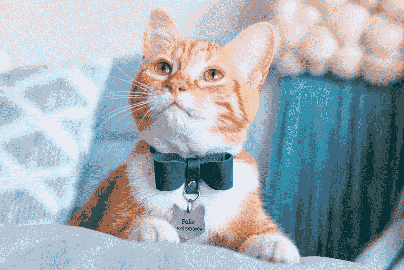 Double-Check Collars And ID Tags