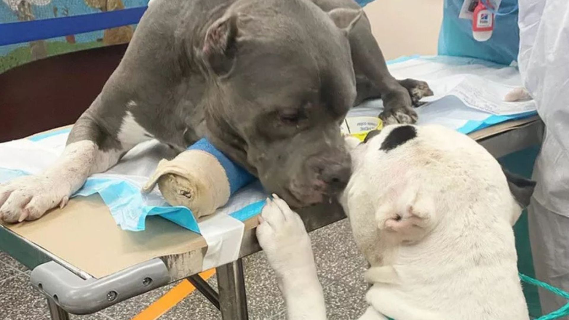 two dogs reunite