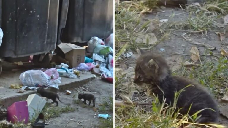 abandoned kittens