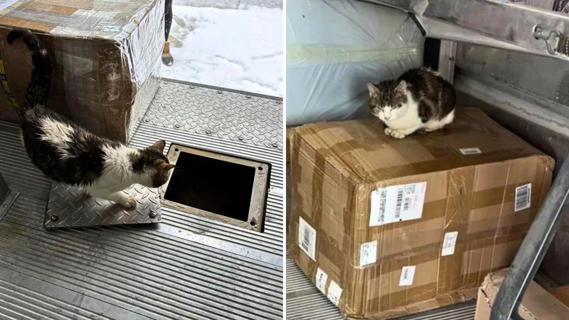 cat on a box in a truck