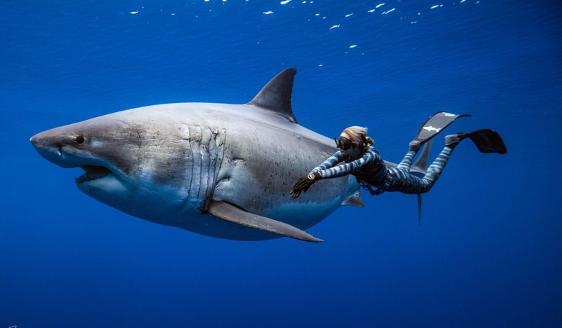 Who Is Ocean Ramsey? A Pioneer In Shark Conservation