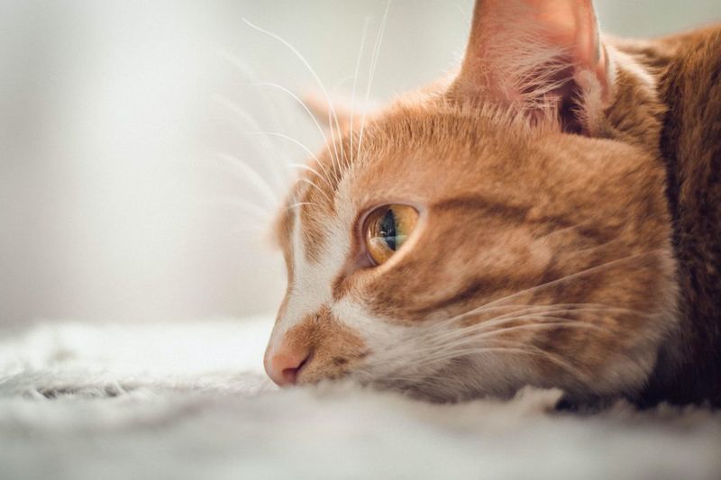 Other Pets In The Household