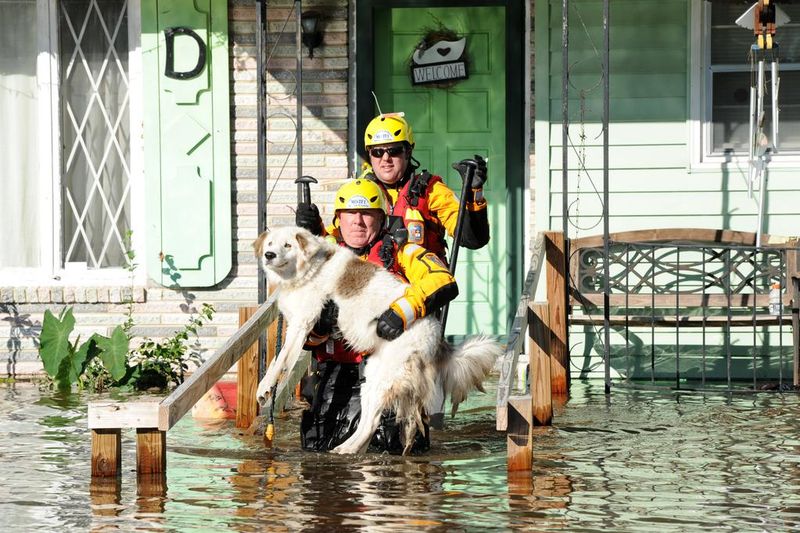 Secure An Evacuation Plan That Includes Your Pet
