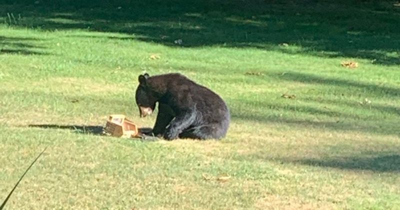The Role Of Food Availability In Attracting Bears To Neighborhoods