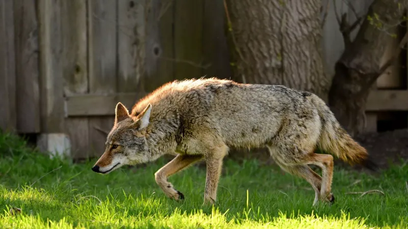 Carry Deterrents During Walks