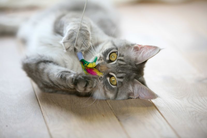 Prep A Treat Or Distraction Toy