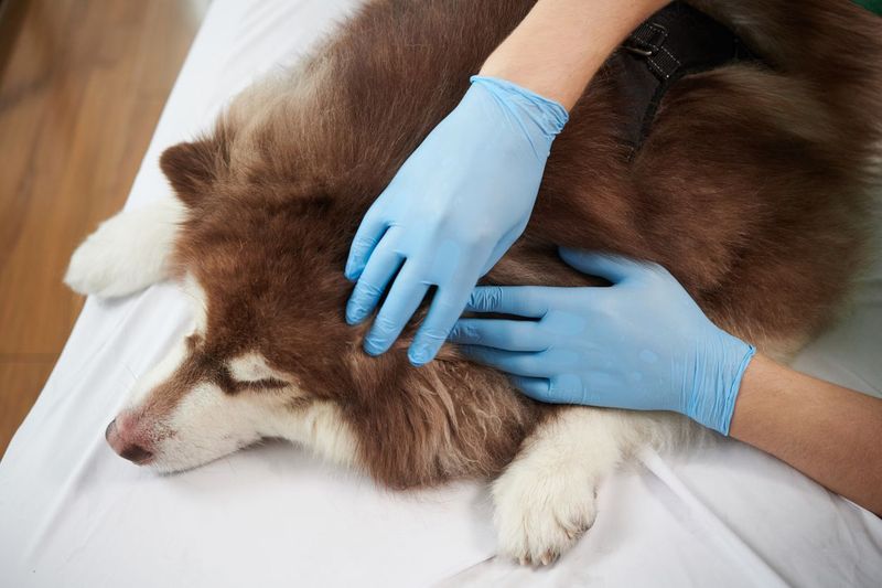 Check Yourself And Your Pets After Being Outdoors