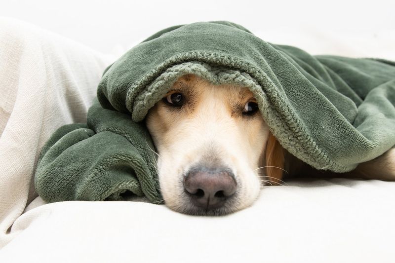 Keep Your Dog Indoors