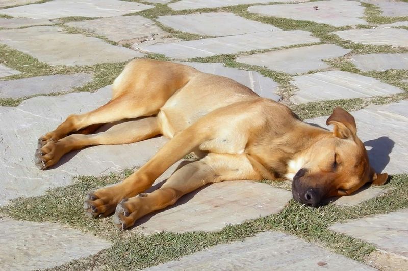 How To Spot Signs Of Heatstroke In Your Dog