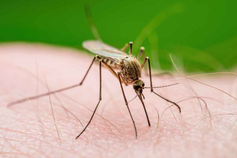 An Eco-Friendly Alternative To Pesticides