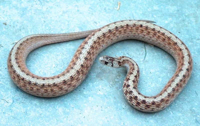 Vermont – Eastern Garter Snake