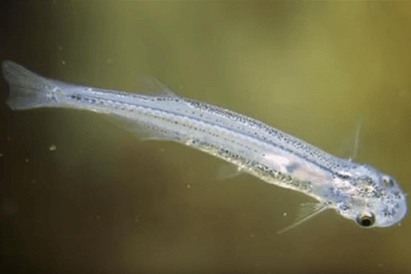 Candiru