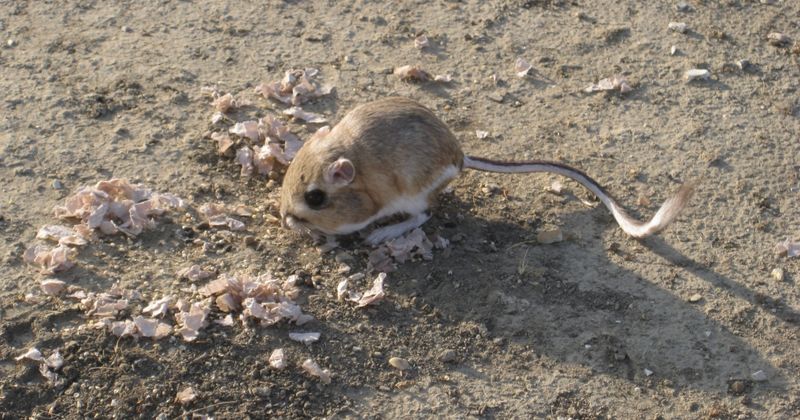 Giant Kangaroo Rat