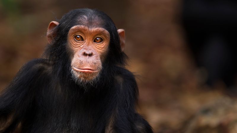 Chimpanzees 