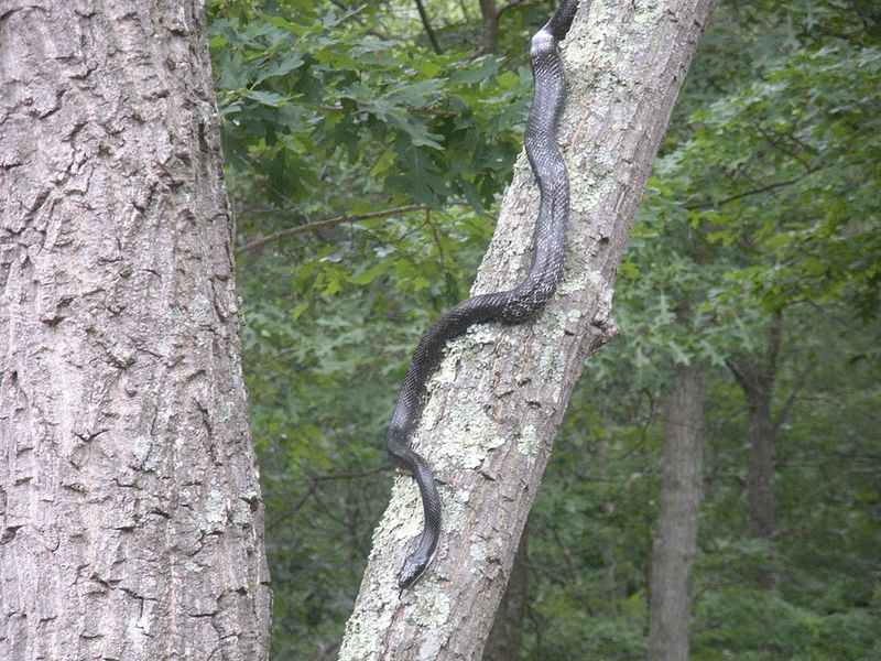Virginia – Eastern Rat Snake