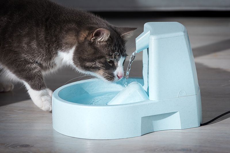 Ensure Fresh Water Is Always Available