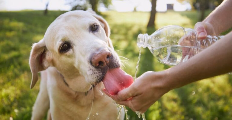 Vet Shares 6 ‘Lifesaving’ Ways To Prevent Dehydration That All Pet Owners Should Know