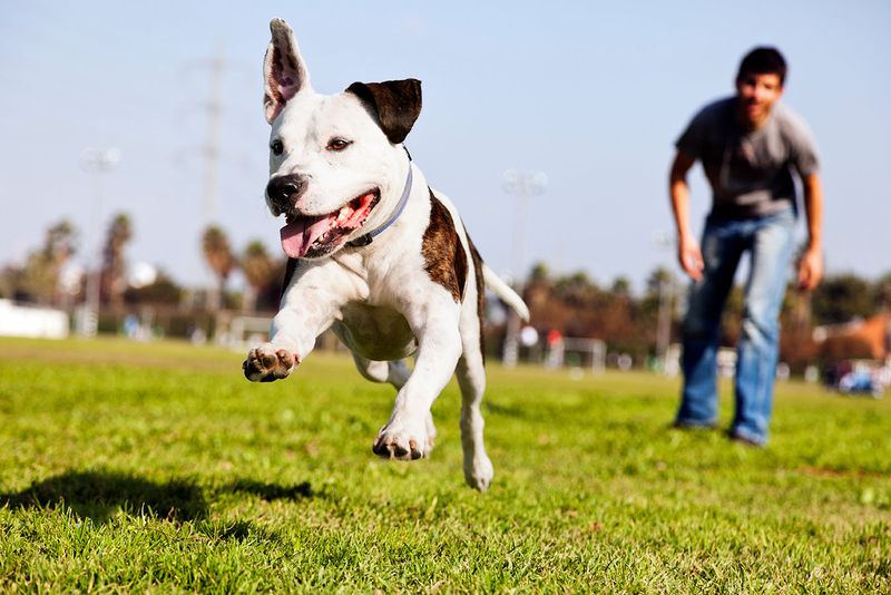 Austin's Dog Parks And Off-Leash Areas