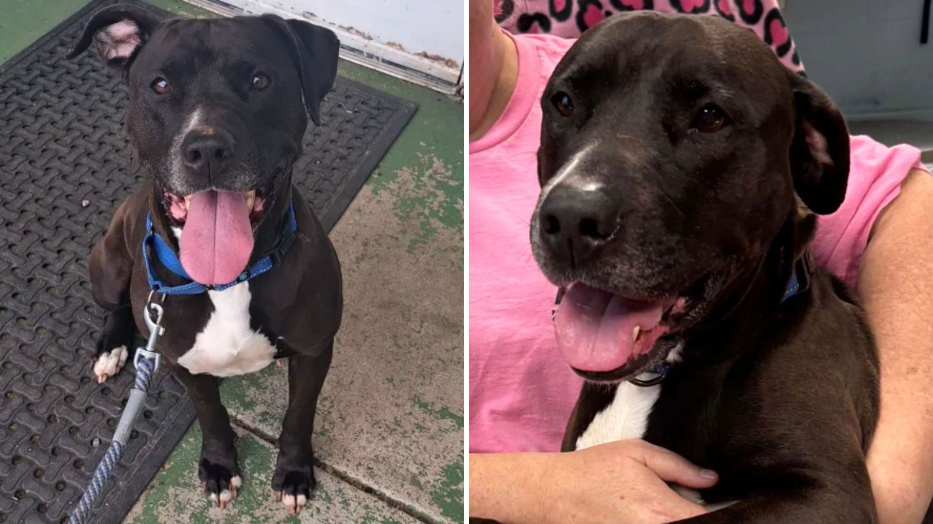 Virginia Rescue Dog Uses Her Instincts To Save Stranger At Shelter Adoption Event