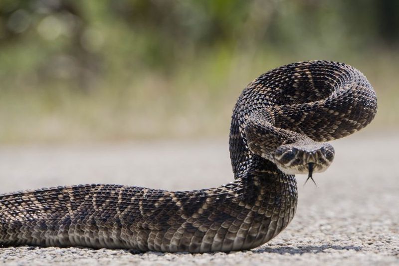 Texas – 44.2 bites/million