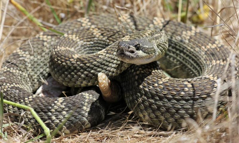 Washington – Western Diamondback Rattlesnake