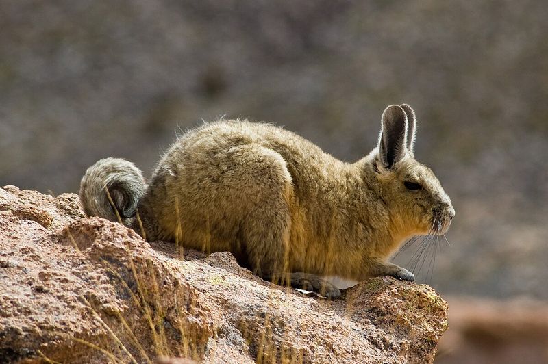 The Viscacha's Natural Habitat