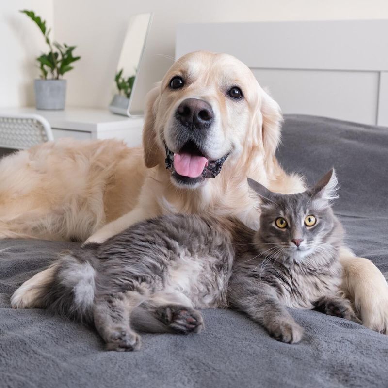 Adaptable To Other Pets