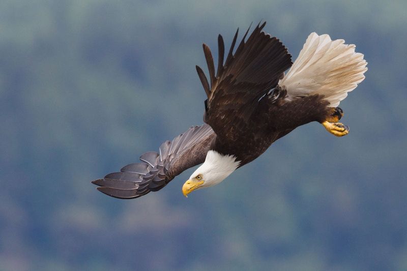 Symbol Of Conservation Success