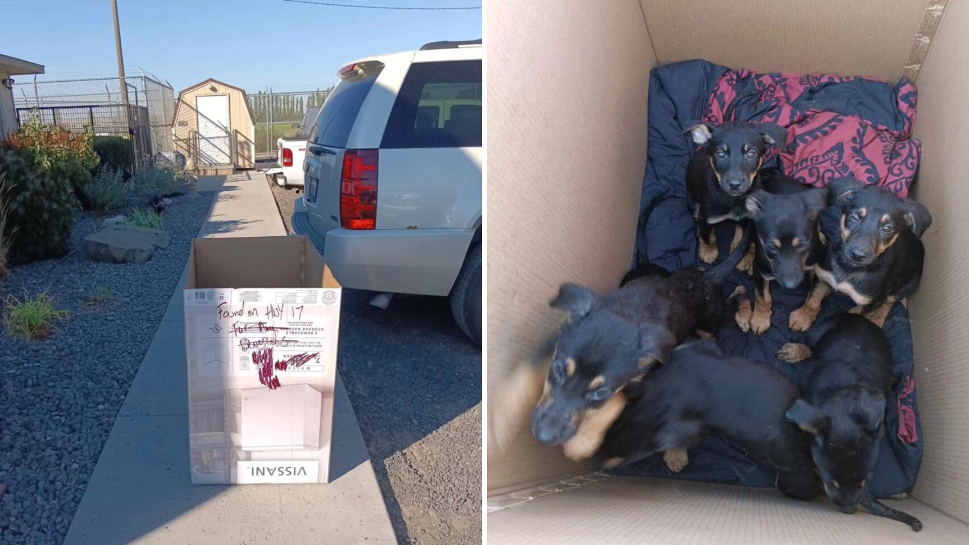 Washington Rescuers Find Abandoned Box With Heartbreaking Contents