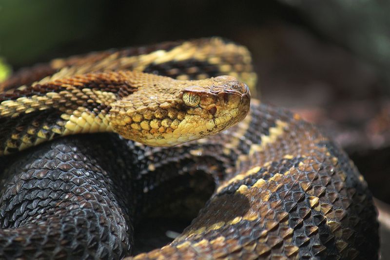 West Virginia – Eastern Timber Rattlesnake