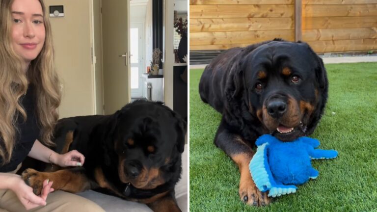 cute Rottweiler