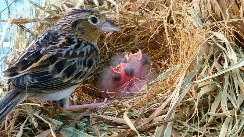 The Struggles Of Florida's Grasshopper Sparrow
