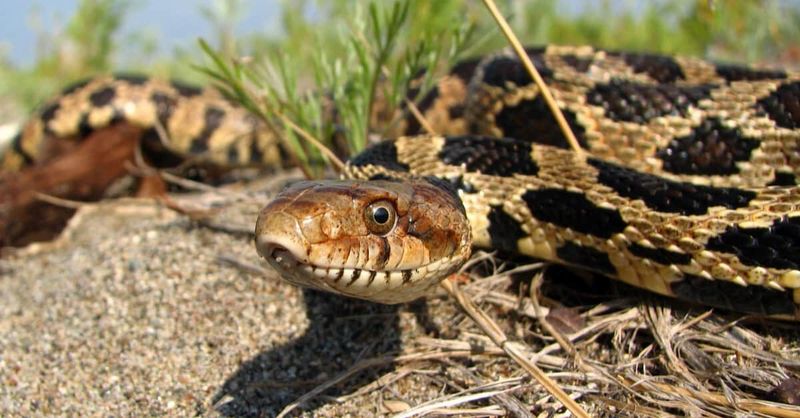 Wisconsin – Eastern Foxsnake