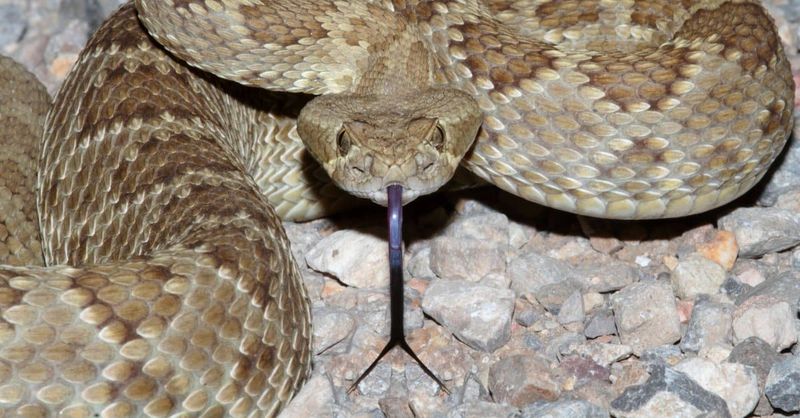 Mojave Rattlesnake