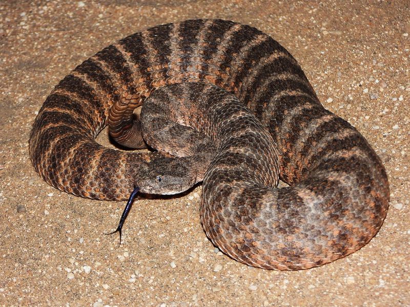 Tiger Rattlesnake