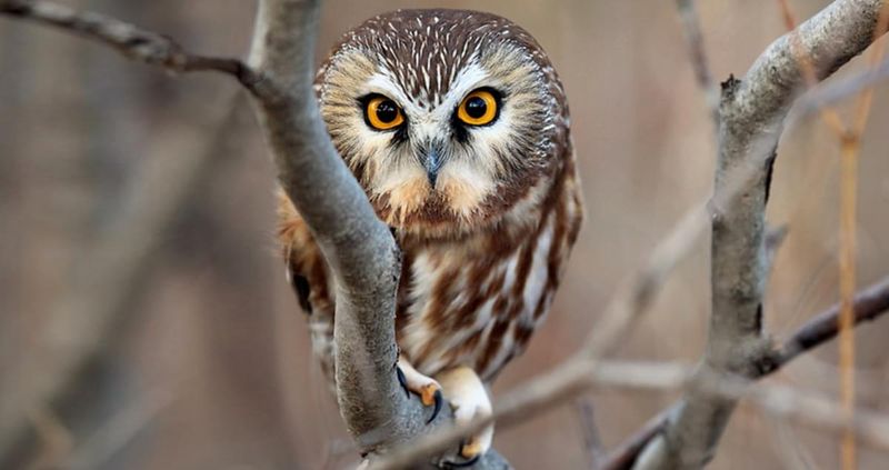 Northern Saw-Whet Owl (Aegolius Acadicus)