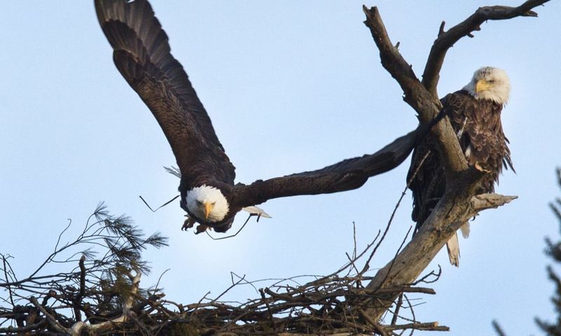 Eagle-Watching Etiquette