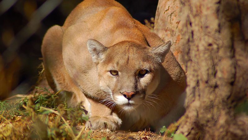 Michigan's Cougar Comeback: A Sign Of Wild Hope