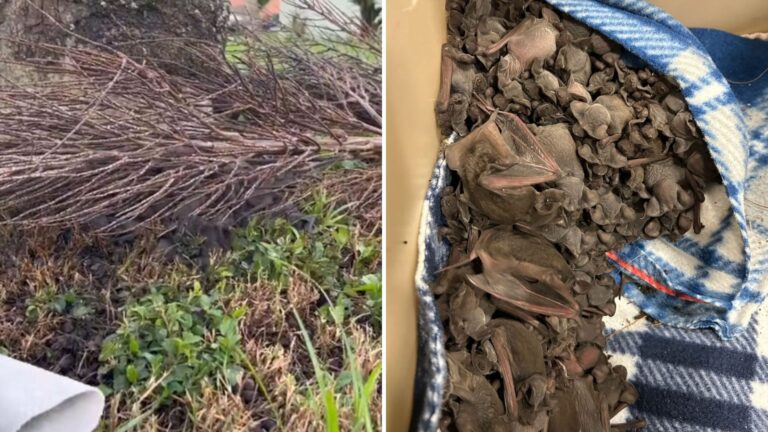What A Florida Homeowner Found Under An Fallen Palm Frond Left Them Frozen