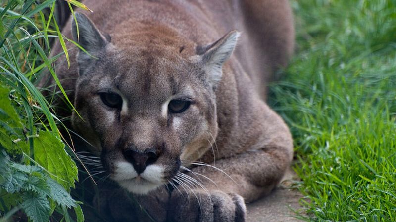 The Cougar's Conservation Status Today