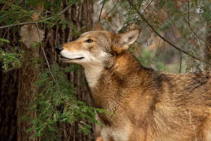 The Natural Habitat Of The American Red Wolf