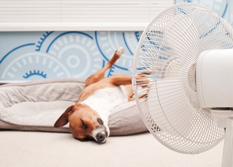 Using Air Conditioning And Fans To Cool Your Dog Indoors