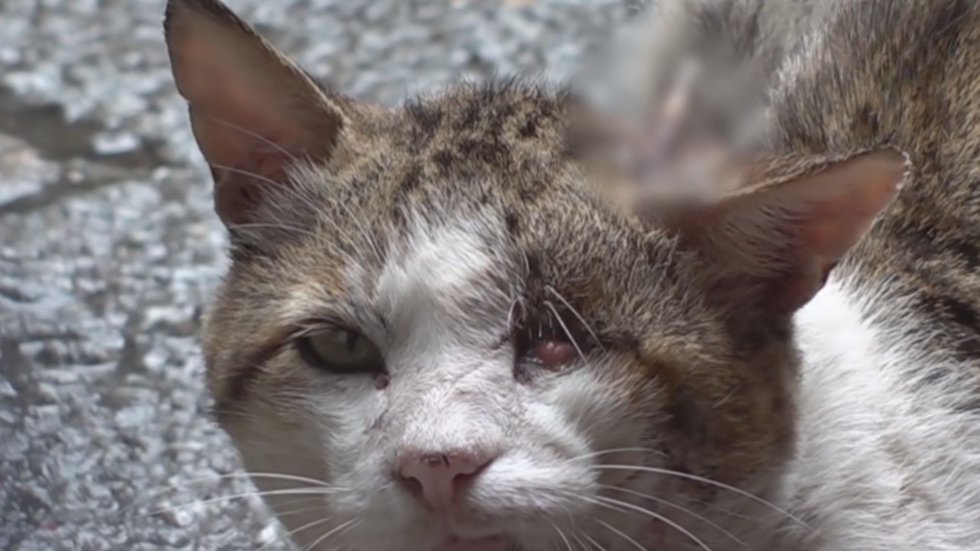 cute cat