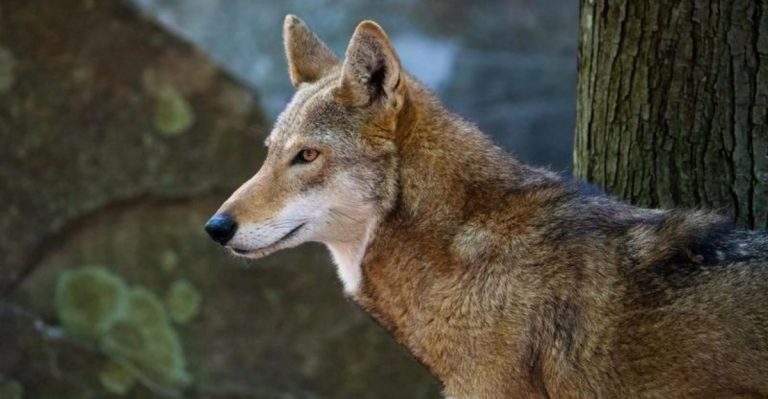 What Happened To The American Red Wolf And Why Are They So Rare Today?