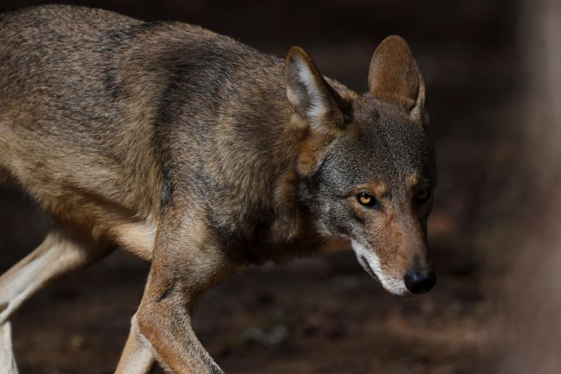 Efforts To Save The American Red Wolf