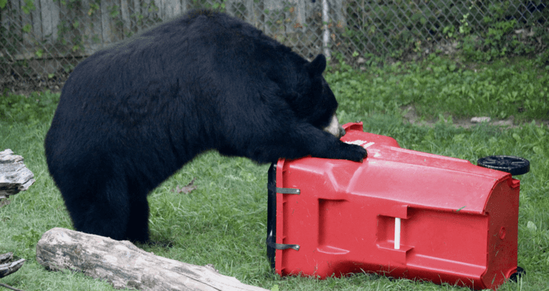 How To Keep Your Home Safe From Black Bear Intrusions