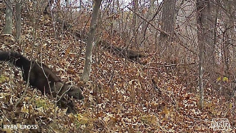 The Return Of The Fisher To Iowa