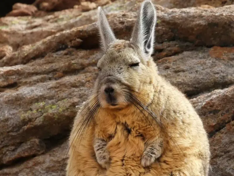 Viscacha's Signature Look: Why It Appears Sleepy And Bored