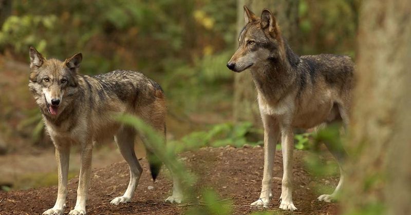 Poaching Statistics Are A Growing Concern