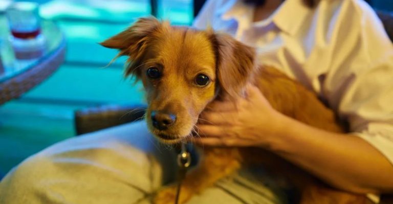 What It’s Really Like To Foster A Dog In Texas And Why You Should Do It Too